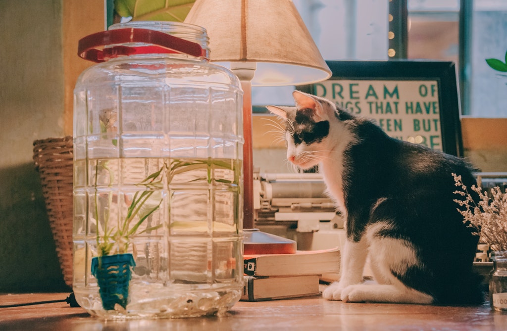 adorable-animal-books-1441597