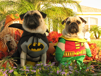 batman-robin-dogs