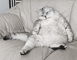 fatcat