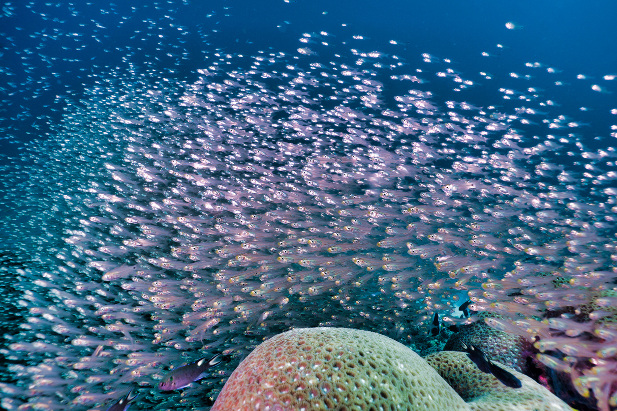 School of underwater Glass fish (Parambassis ranga) on coral reef