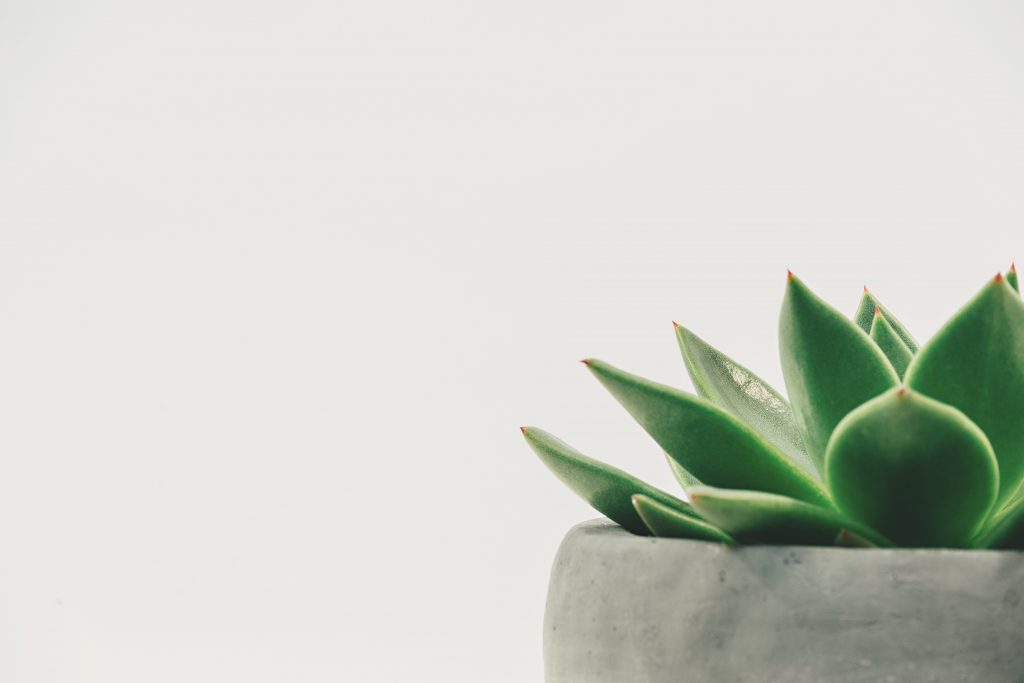 scott-webb-186137-unsplash-1024x683
