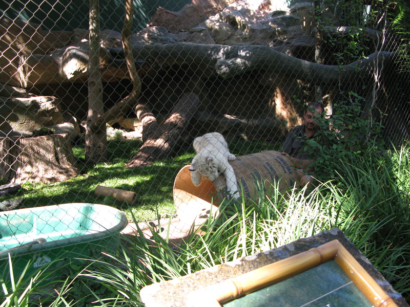 TCO10-tiger-cubs